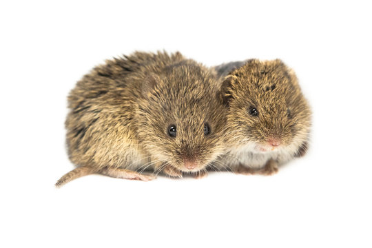 Two Common Vole mice