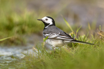 white wagtail