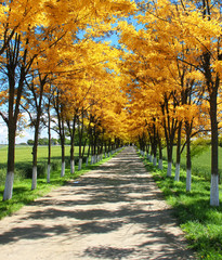 Naklejka premium Tree alley