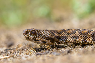 Rock Viper head