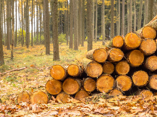 Timber Pile in a Yellow Colored Larch Forest