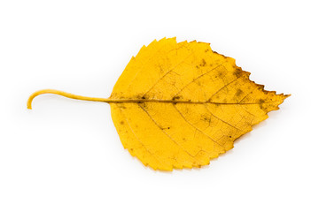Isolated Yellow Autumn Leaf