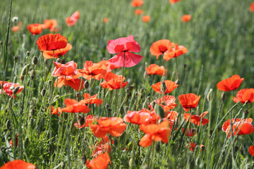 Field of red dainty poppies.