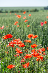 Field of red dainty poppies.