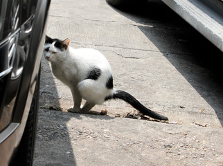 cat shitting on car parking floor