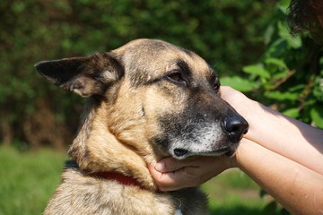 alter Deutsche Schäferhund