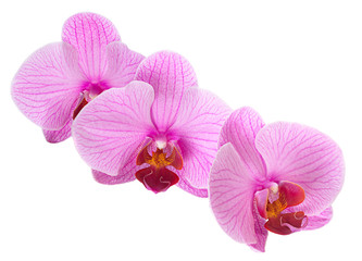 Pink orchid isolated