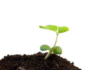 green soybean