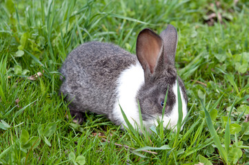 little rabbit