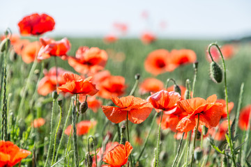 Field of red dainty poppies.