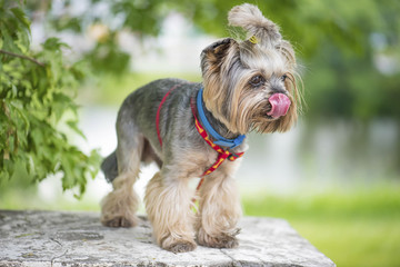Yorkshire Terrier in nature - 88865501