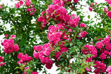 Fototapeta premium Detail of roses bush as floral background