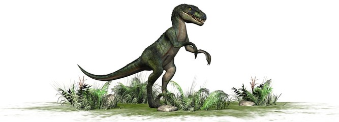 velociraptor dinosaurs - isolated on white background