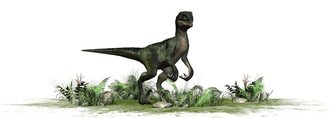 Fototapeta premium velociraptor dinosaurs - isolated on white background