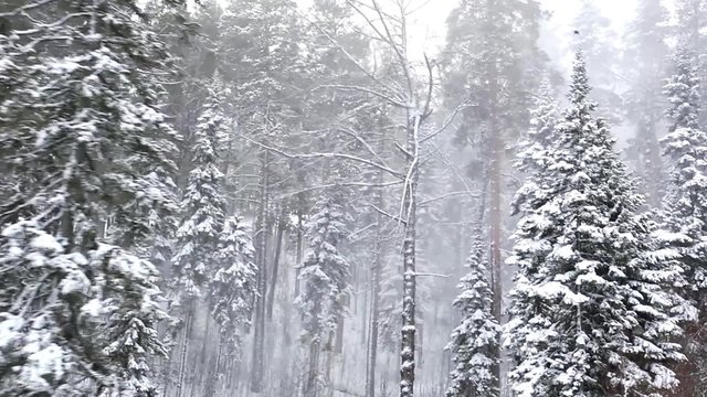 Beautiful winter forest in blizzard. Top view. Panorama.
