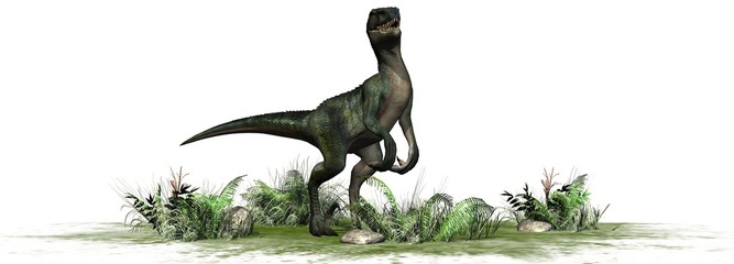 velociraptor dinosaurs - isolated on white background