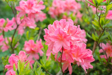 Blooming rhododendron