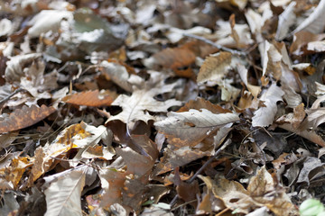 Abstract background of autumn leaves