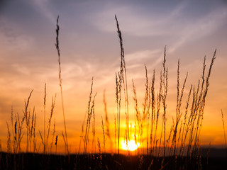 Sunset and grass