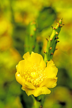 Opuntia ficus-indica , bl&uuml;hende Opuntie