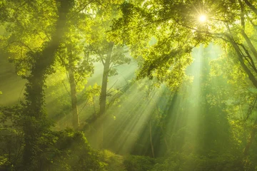 Selbstklebende Fototapete Natur Der Wald des Himmels