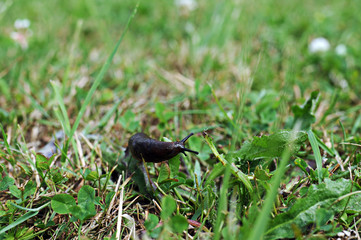 dunkle Nacktschnecke im gras