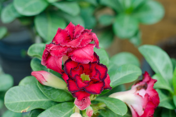 desert rose flower, adenium obesum