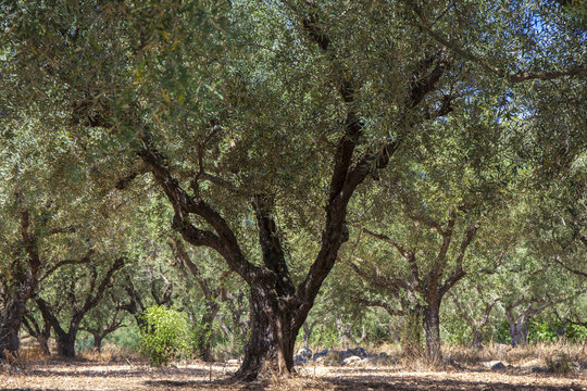 Several old olive trees in an olive garden in hot summer day. 
