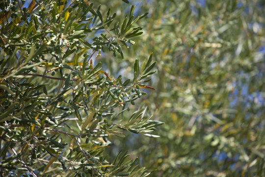 Young green olives on an olive tree in the garden in a hot summer day