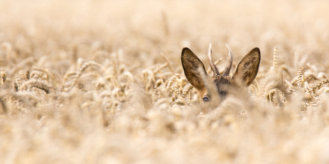 Rehbock im Weizenfeld © sebgsh