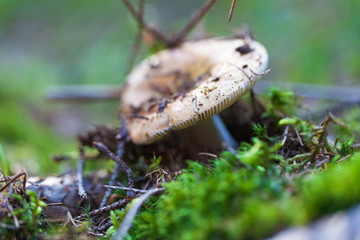 edible mushroom closeup