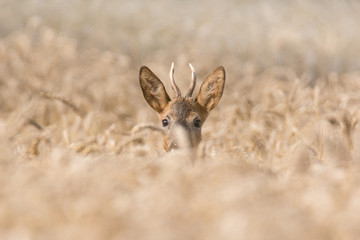 Rehbock im Weizenfeld