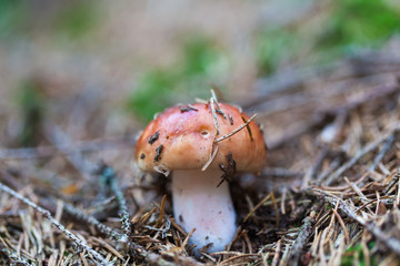 edible mushroom closeup