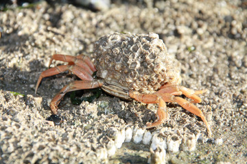Strandkrabbe, Nordsee