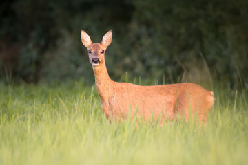 Reh auf einer Wiese in der Abendsonne