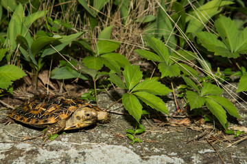 Pancake Tortoise