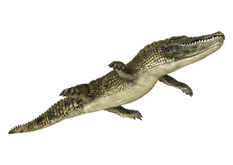 Naklejka premium American Alligator