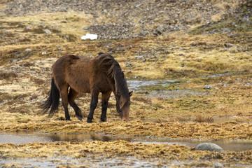 Wild Icelandic horse in spring