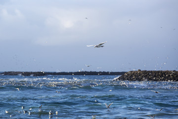 Gulls hunting for fish