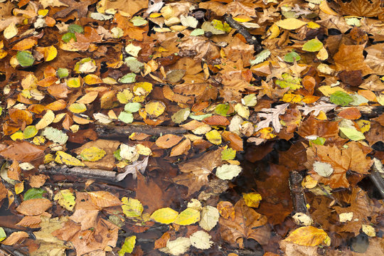 Abstract background of autumn leaves