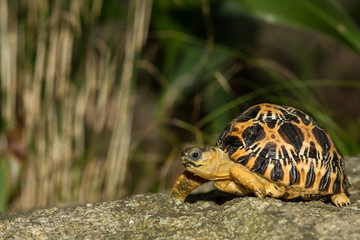 Obraz premium Radiated Tortoise