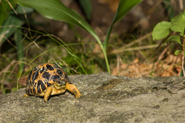 Radiated Tortoise