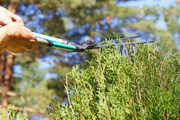 gardener cutting a hedge with a pruning scissors