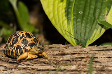 Radiated Tortoise