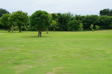 Obraz premium Green fields, wide lawns and lush greenery.