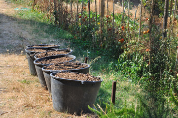 seaux d'engrais et de fumier dans potager