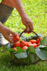 Campesino seleccionando cosecha de tomates frescos.Cultivo de tomates.