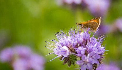 Schmetterling auf Blüte