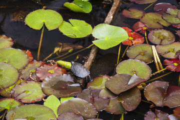 European pond turtle  © kochievmv
