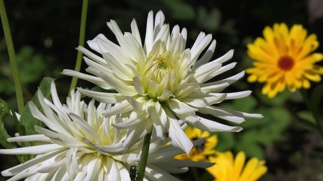 Dahlia in the nature